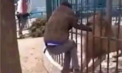 CLIP: Vuốt ve sư tử để 'làm màu', người đàn ông lập tức 'nhận quả báo'