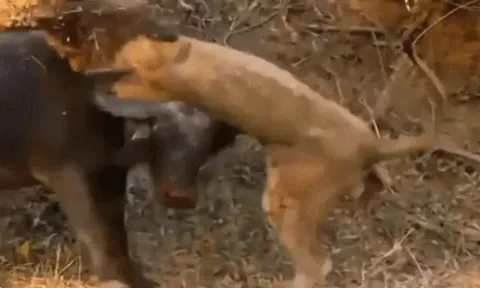 CLIP: Chúa sơn lâm nhận cái kết đắng khi chọn nhầm con mồi