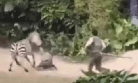 CLIP: Ngựa vằn nổi điên, ngoạm tay nhân viên vườn thú rồi kéo lê nhanh như bay và màn giải cứu gay cấn