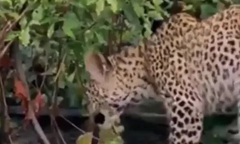 CLIP: Đụng độ ếch trâu, báo hoa mai nhận cái kết đáng xấu hổ