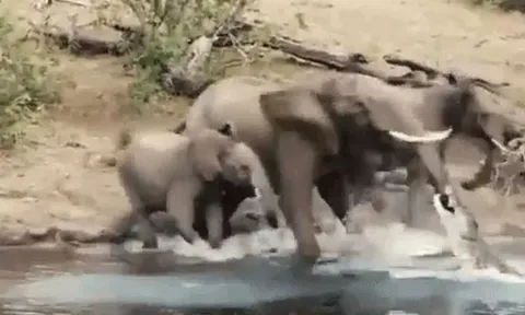 CLIP: Đang uống nước, voi rừng bị cá sấu 'tập kích' bất ngờ và cái kết 