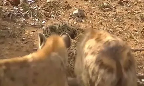 CLIP: Đàn linh cẩu tấn công rồi kéo lê báo hoa mai trên mặt đất nhưng cái kết còn bi thảm hơn