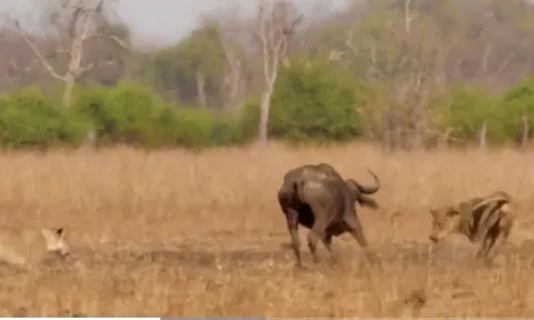 CLIP: Bị 3 con sư tử vây cắn, trâu rừng bất ngờ tạo nên cái kết không tưởng
