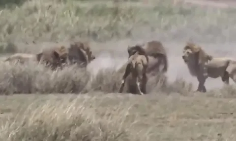 CLIP: Cuộc chiến đẫm máu trong thế giới sư tử, đầu đàn đơn độc chống lại bốn kẻ nổi loạn