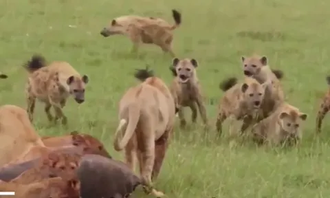 CLIP: Hỗn chiến đẫm máu giữa linh cẩu và sư tử để tranh giành xác trâu rừng