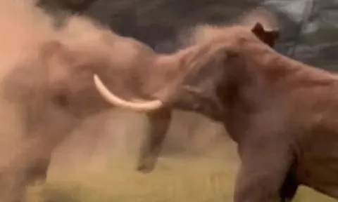 CLIP: Voi rừng đại chiến suốt nhiều giờ, 'lão tướng' bỏ chạy sau khi hứng chịu cú húc 'hiểm'