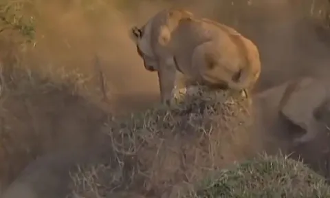 CLIP: Rủ nhau đi săn cá sấu, 4 con sư tử nhận cái kết ê chề