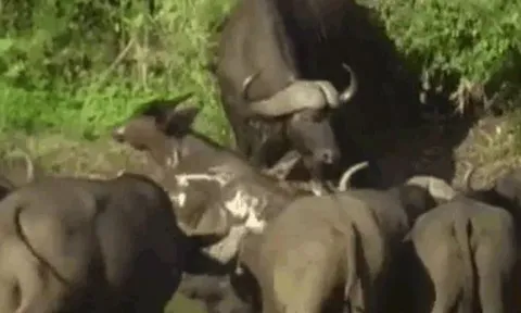CLIP: Bị cá sấu cắn gãy chân khi đang uống nước, trâu rừng con vẫn có màn thoát chết khó tin