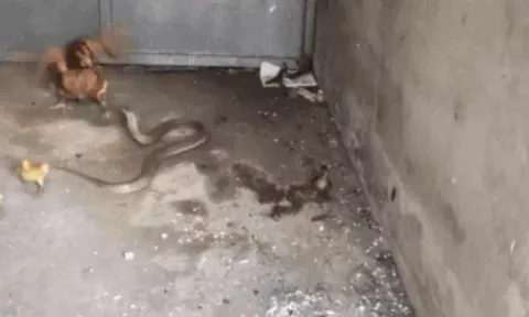 CLIP: Lẻn vào chuồng bắt gà con, rắn hổ mang bị gà mẹ đánh cho tơi tả