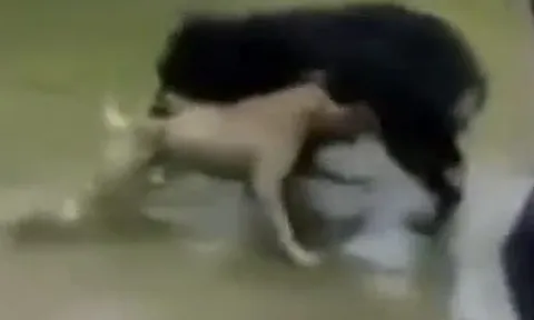 CLIP: Mãn nhãn trước màn tử chiến 'nảy lửa' giữa chó ngao Tây Tạng và pitbull