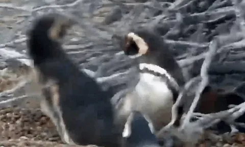CLIP: Cuộc chiến đẫm máu giành bạn tình giữa hai chim cánh cụt đực