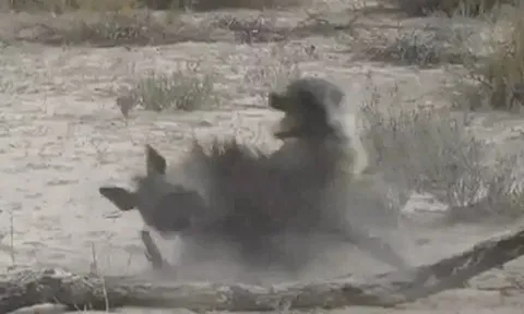 CLIP: Cuộc chiến sinh tử giữa hai linh cẩu nâu và cái kết đẫm máu