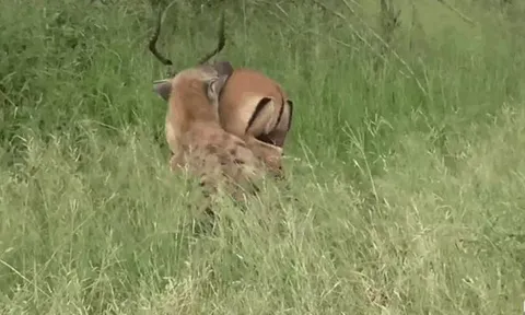 CLIP: Bị linh cẩu cắn xé, linh dương quật cường chống trả và cái kết
