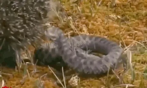 CLIP: Chủ động tấn công nhím, rắn độc lập tức 'cúp đuôi' bỏ chạy vì quá đau đớn
