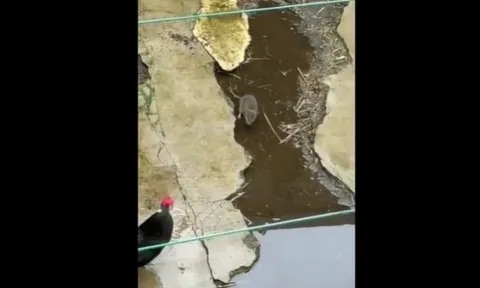 CLIP: Chuột liều lĩnh tấn công gà và cái kết