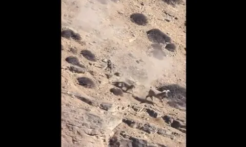 CLIP: Báo liều mạng săn sơn dương trên vách núi cheo leo và cái kết