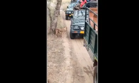 CLIP: Hổ dữ bất ngờ lao ra vồ chó hoang ngay trước mặt du khách