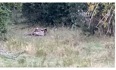 CLIP: Báo đốm liều lĩnh đối đầu trăn khổng lồ giữa thiên nhiên hoang dã