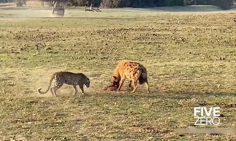 CLIP: Cuộc truy sát nghẹt thở giữa báo đốm và linh cẩu