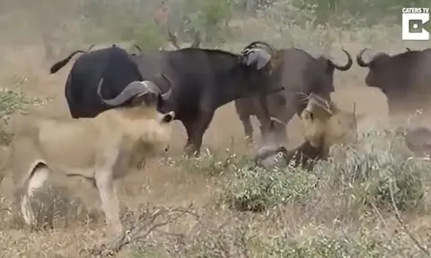 CLIP: Vừa hạ gục được trâu rừng, sư tử đã 'bỏ của chạy lấy người' vì 'viện binh' của con mồi xuất hiện