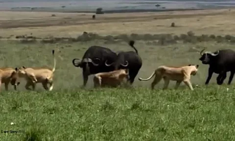 CLIP: Trâu rừng phản công bất ngờ khiến bầy sư tử hoảng loạn bỏ chạy, đánh rơi miếng mồi ngay trước mắt
