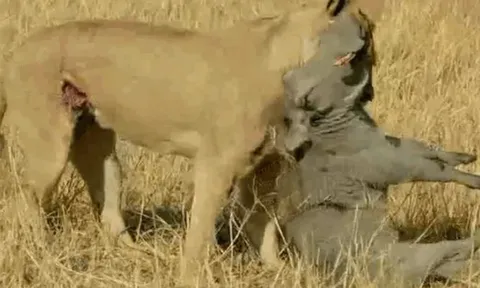 CLIP: Đi săn lợn bướu, sư tử bị con mồi húc thủng bụng và cái kết bất ngờ
