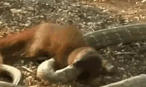 CLIP: Rắn hổ mang chúa 'khủng' trở nên hoảng loạn khi bị 'kẻ thù truyền kiếp' cắn nát đầu