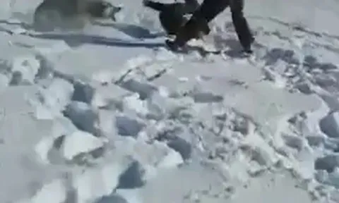 CLIP: Chó sói tưởng đã chết bất ngờ bật dậy tấn công khiến thợ săn kinh hãi tháo chạy