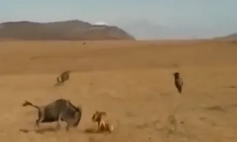 CLIP: Linh dương đầu bò liều mạng phản công, sư tử hoảng hốt bỏ chạy giữa thảo nguyên
