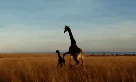 CLIP: Sư tử phải trả giá đắt vì tấn công hươu cao cổ