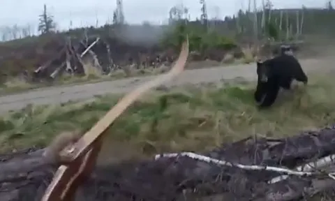 CLIP: Gấu đen lao tới như tên bắn, thợ săn bỏ chạy thục mạng và cái kết hú vía