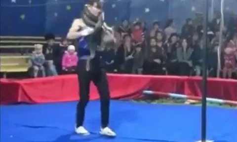 CLIP: HLV xiếc bị trăn siết cổ đến chết ngay giữa sân khấu trước hàng trăm khán giả