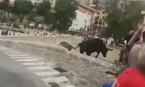 CLIP: Bò tót 580kg lao khỏi lan can, nhảy từ độ cao 15 mét khiến đám đông kinh hoàng