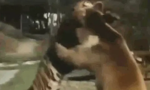 CLIP: Hổ Siberia chủ động tấn công nhưng phải tháo chạy trước gấu xám