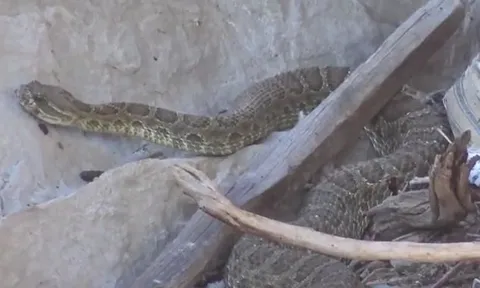 CLIP: Bị thợ săn đe dọa, rắn đuôi chuông tự tiêm nọc độc tự sát