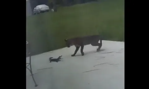 CLIP: Cuộc đụng độ nghẹt thở giữa linh miêu và cá sấu con