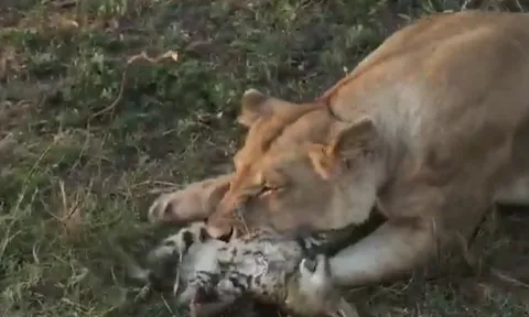 CLIP: Linh miêu con đơn độc đối đầu sư tử dữ