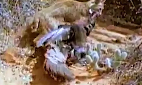 CLIP: Linh miêu phi thân như tia chớp, đoạt mạng gà tây trong chớp mắt