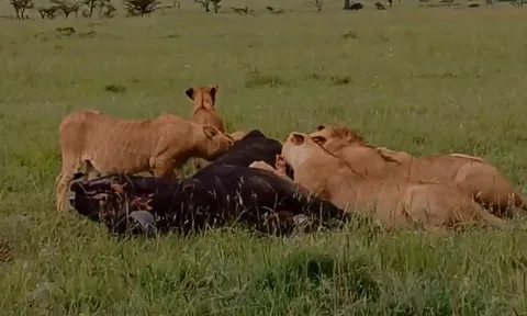 CLIP: Thất bại trong cuộc chiến sinh tồn, trâu rừng trở thành bữa ăn ngon cho sư tử