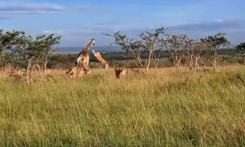 CLIP: Bầy sư tử bao vây, đoạt mạng hươu cao cổ