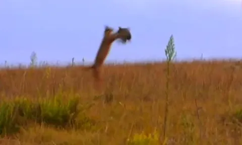 CLIP: Linh miêu phi thân bắt gọn gà sao giữa không trung