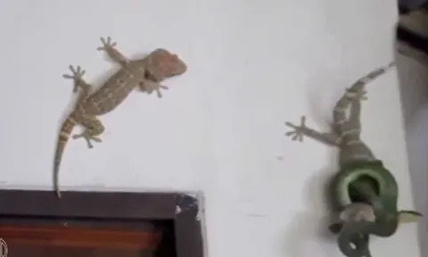 CLIP: Khoảnh khắc hiếm gặp, tắc kè liên tục tấn công rắn để giải cứu đồng loại