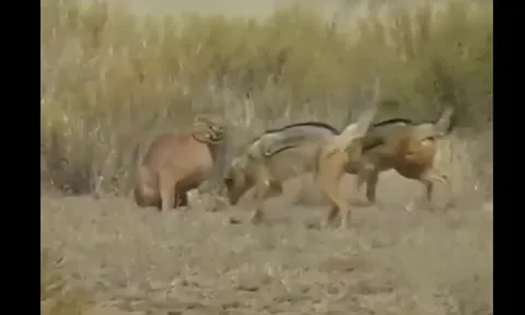 CLIP: Hai chú chó rừng liều lĩnh tấn công linh miêu để giành lại xác đồng loại