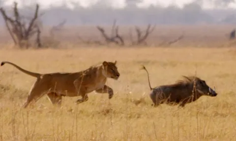 CLIP: Lợn bướu “lạng lách” vượt mặt sư tử