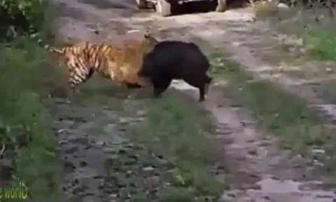 CLIP: Lợn rừng liều mạng thoát khỏi nanh vuốt hổ dữ và cái kết