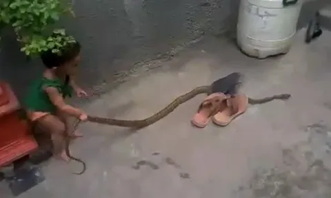 CLIP: Rùng mình cảnh bé gái chưa đầy 2 tuổi tay không bắt rắn trong sân nhà