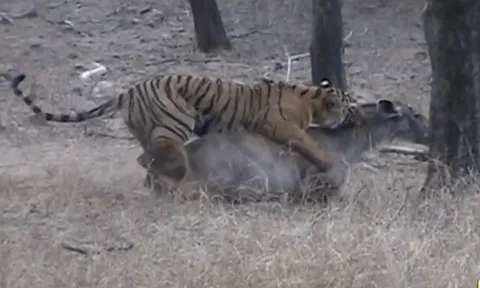 CLIP: Hổ vật lộn mệt nhoài mới hạ gục được hươu