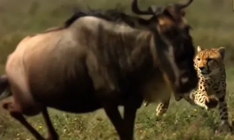 CLIP: Báo săn hạ gục linh dương đầu bò chỉ trong tích tắc