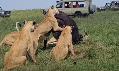 CLIP: Trâu rừng tử nạn khi bị 6 con sư tử hợp sức 'xâu xé'