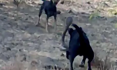 CLIP: Rắn hổ mang tử chiến với 2 con chó nhà và cái kết 'nghẹt thở'